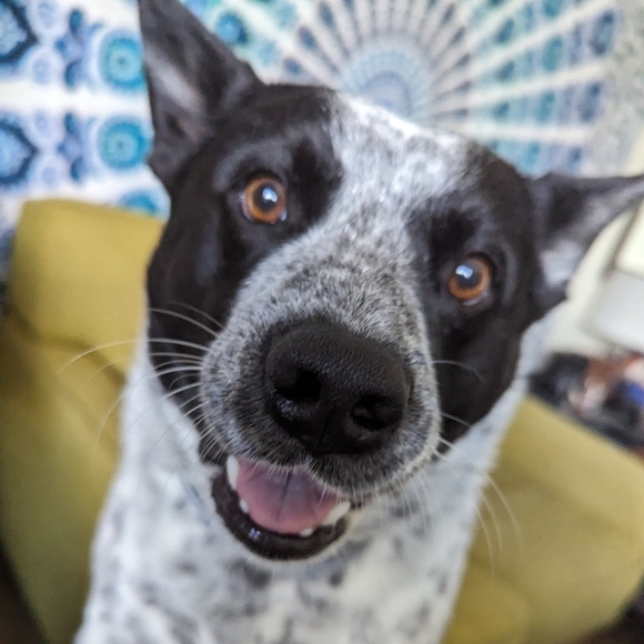 Meet your Posher, Johnna - Picture 2 of 2